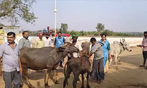 Hirekerura : पशुधन स्वास्थ्य जांच शिविर Hirekerura : पशुधन स्वास्थ्य जांच शिविर