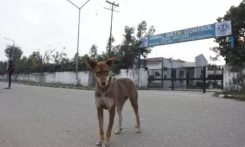 चंडीगढ़ के नए SPCA शेल्टर में जानवरों की ‘तकलीफ़’ का मामला हाई कोर्ट पहुंचा चंडीगढ़ के नए SPCA शेल्टर में जानवरों की ‘तकलीफ़’ का मामला हाई कोर्ट पहुंचा