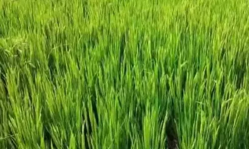 SPSR नेल्लोर में “शुगर-फ़्री चावल” RNR-15048 किसानों के लिए मुनाफ़ा है बढ़ा रहा