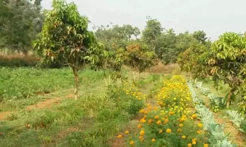 AP सरकार का लक्ष्य: 10 लाख किसानों को नेचुरल खेती में प्रशिक्षित AP सरकार का लक्ष्य: 10 लाख किसानों को नेचुरल खेती में प्रशिक्षित