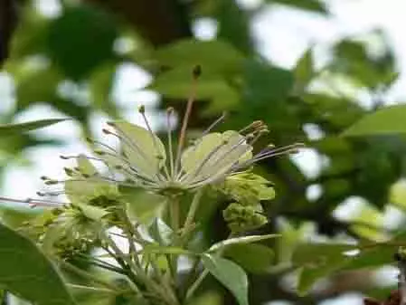 किडनी और पाचन तंत्र का सुपरहीरो वरुण वृक्ष, छाल से लेकर पत्ते तक हैं गुणवर्धक किडनी और पाचन तंत्र का सुपरहीरो वरुण वृक्ष, छाल से लेकर पत्ते तक हैं गुणवर्धक