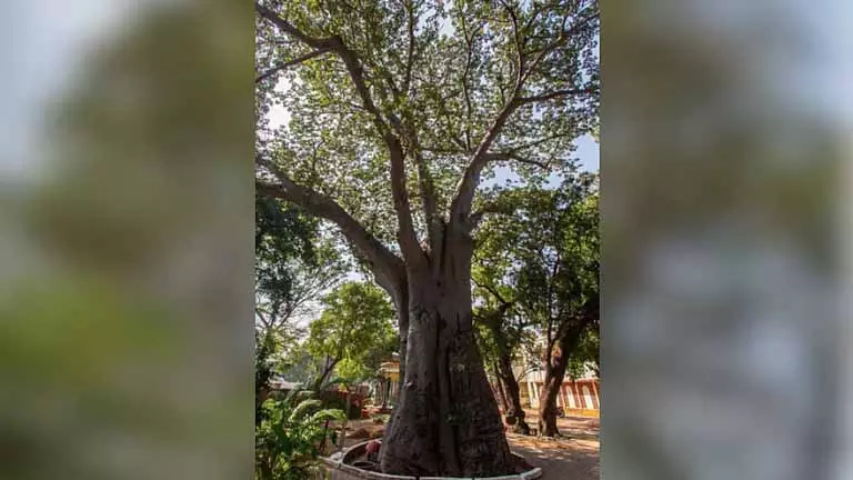 रिपोर्ट में Chennai में 57 हेरिटेज पेड़ों की पहचान की गई, कुछ 200 साल से भी ज़्यादा पुराने हैं रिपोर्ट में Chennai में 57 हेरिटेज पेड़ों की पहचान की गई, कुछ 200 साल से भी ज़्यादा पुराने हैं