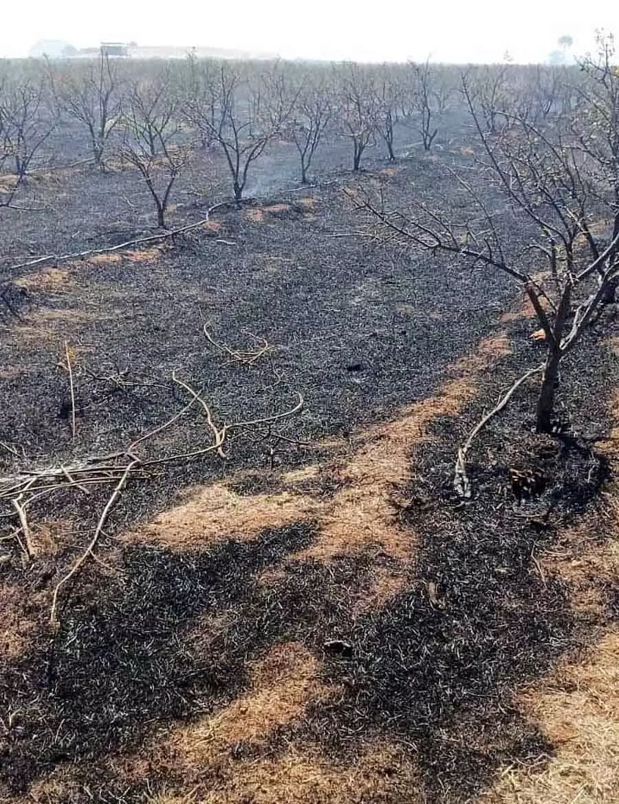 Pavagadh : अनार के बाग में आग लगने से फसल नष्ट हो गई Pavagadh : अनार के बाग में आग लगने से फसल नष्ट हो गई