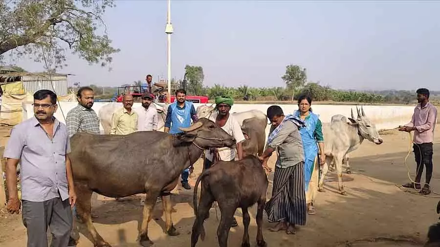 Hirekerura : पशुधन स्वास्थ्य जांच शिविर Hirekerura : पशुधन स्वास्थ्य जांच शिविर