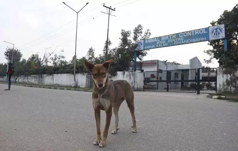 चंडीगढ़ के नए SPCA शेल्टर में जानवरों की ‘तकलीफ़’ का मामला हाई कोर्ट पहुंचा चंडीगढ़ के नए SPCA शेल्टर में जानवरों की ‘तकलीफ़’ का मामला हाई कोर्ट पहुंचा