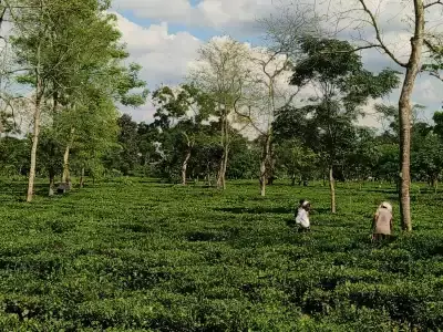 Assam: विधानसभा चुनाव से पहले 37 चाय बागान समुदायों को OBC का दर्जा मिलेगा