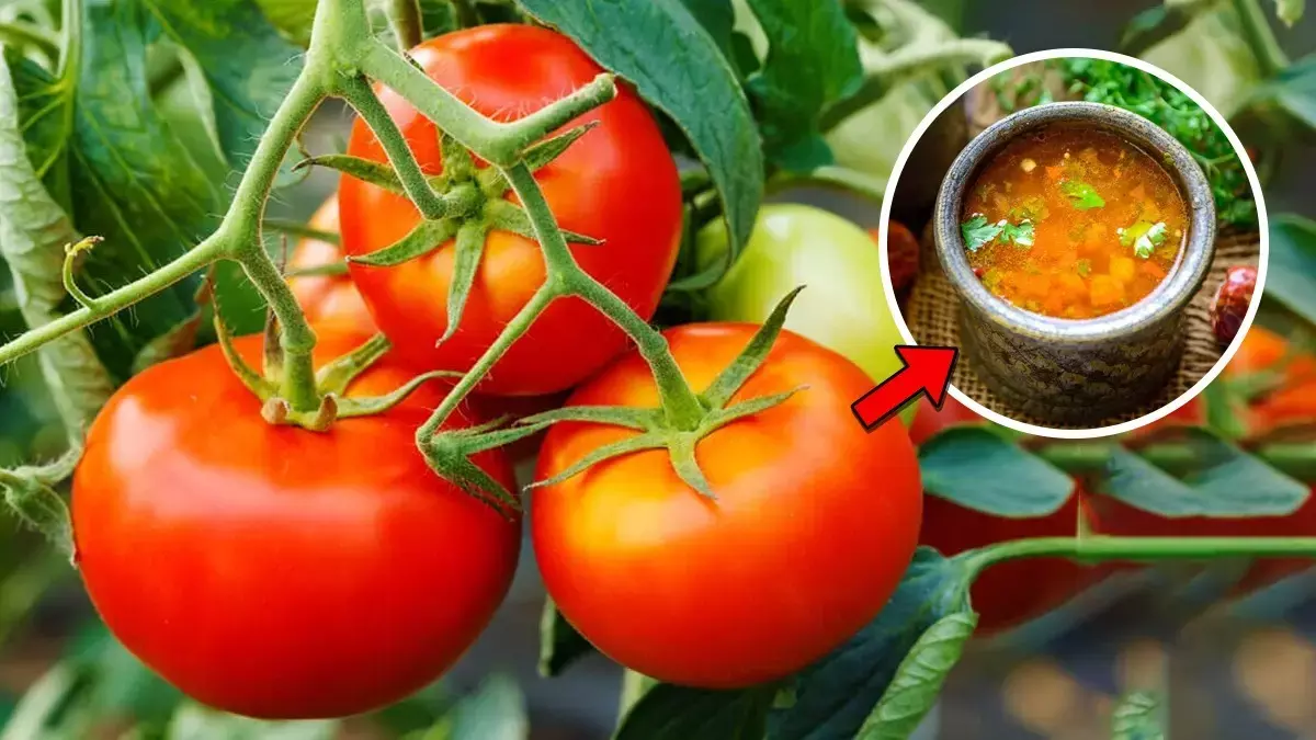 टमाटर से बनी यह डिश बदलते मौसम में करती है इम्यूनिटी बूस्ट
