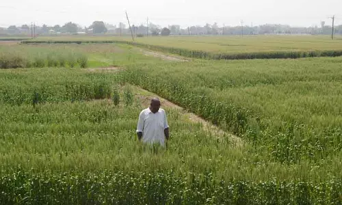 Karnal तापमान बढ़ने से गेहूं की फसल पर चिंता, एक्सपर्ट्स ने जारी की एडवाइजरी