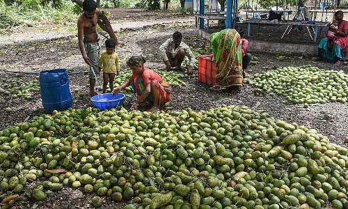 Karnataka : आम उगाने वाले लोग US, UK जा रहे हैं, क्योंकि खाड़ी के बाज़ारों में अनिश्चितता है
