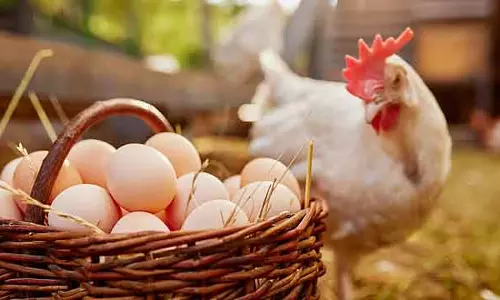 Egg पसंद करने वालों के लिए अच्छी खबर; कीमत में भारी कमी, ग्राहक खुश
