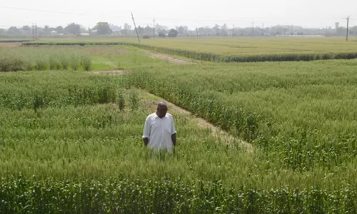 Haryana : तापमान में बढ़ोतरी से गेहूं की फसल को लेकर चिंता बढ़ी एक्सपर्ट्स ने एडवाइजरी जारी की Haryana : तापमान में बढ़ोतरी से गेहूं की फसल को लेकर चिंता बढ़ी एक्सपर्ट्स ने एडवाइजरी जारी की