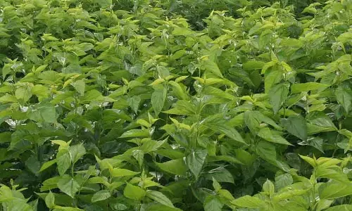 Shidlaghatta : रेशम उत्पादन करने वाले किसान संकट में