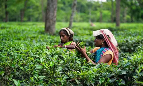 Garden वर्कर्स की सैलरी में बदलाव; सरकार पर वर्कर्स को धोखा देने का आरोप Garden वर्कर्स की सैलरी में बदलाव; सरकार पर वर्कर्स को धोखा देने का आरोप
