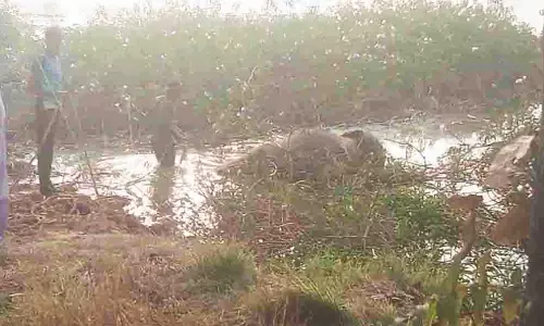 हाथी के शावकों की लाश मिली, रायगढ़ वन विभाग में हड़कंप