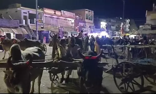 Bhopal: पन्ना में पर्यावरण जागरूकता के साथ हुई बैलगाड़ी बारात