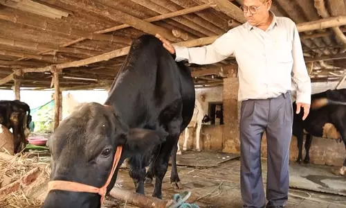 Gujarat के किसान ने साइंटिफिक ब्रीडिंग के ज़रिए डेयरी को आगे बढ़ाया Gujarat के किसान ने साइंटिफिक ब्रीडिंग के ज़रिए डेयरी को आगे बढ़ाया