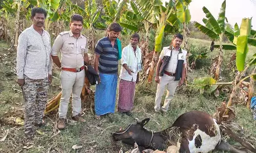 Karnataka : बाघ के हमले में गाय की मौत