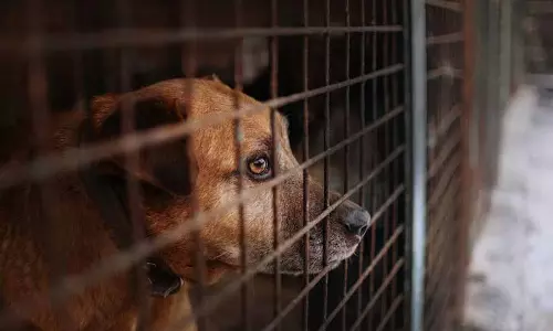 SPCA ने हाई कोर्ट में माना, कुत्तों को एक दिन में दो से कम अंडे मिलते हैं