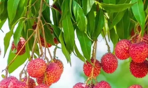 स्वाद के साथ औषधीय गुणों का खजाना लीची, गर्मियों में अमृत से कम नहीं स्वाद के साथ औषधीय गुणों का खजाना लीची, गर्मियों में अमृत से कम नहीं