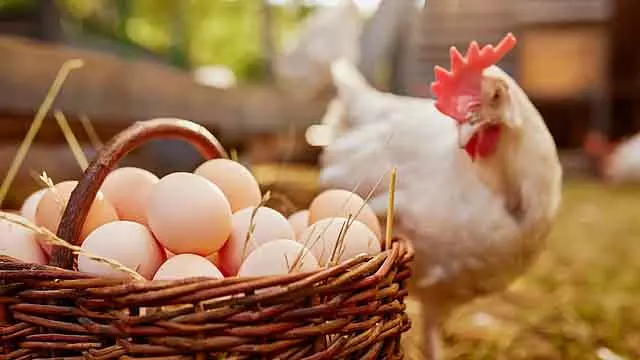 Egg पसंद करने वालों के लिए अच्छी खबर; कीमत में भारी कमी, ग्राहक खुश Egg पसंद करने वालों के लिए अच्छी खबर; कीमत में भारी कमी, ग्राहक खुश