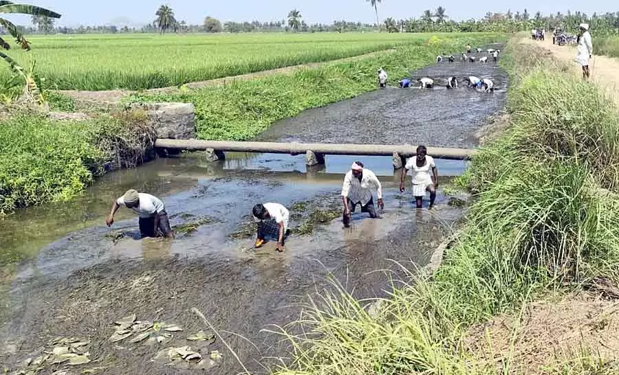 130 Farmers ने नहर की गाद साफ की: पानी निकालने के लिए श्रमदान किया 130 Farmers ने नहर की गाद साफ की: पानी निकालने के लिए श्रमदान किया