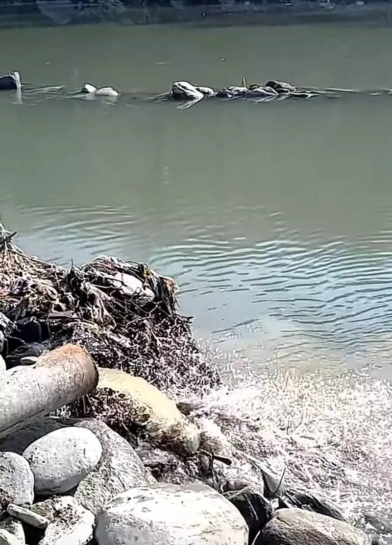 Kullu में ब्यास नदी में बिना ट्रीटमेंट के छोड़े जा रहे सीवेज से लोगों की सेहत को खतरा Kullu में ब्यास नदी में बिना ट्रीटमेंट के छोड़े जा रहे सीवेज से लोगों की सेहत को खतरा