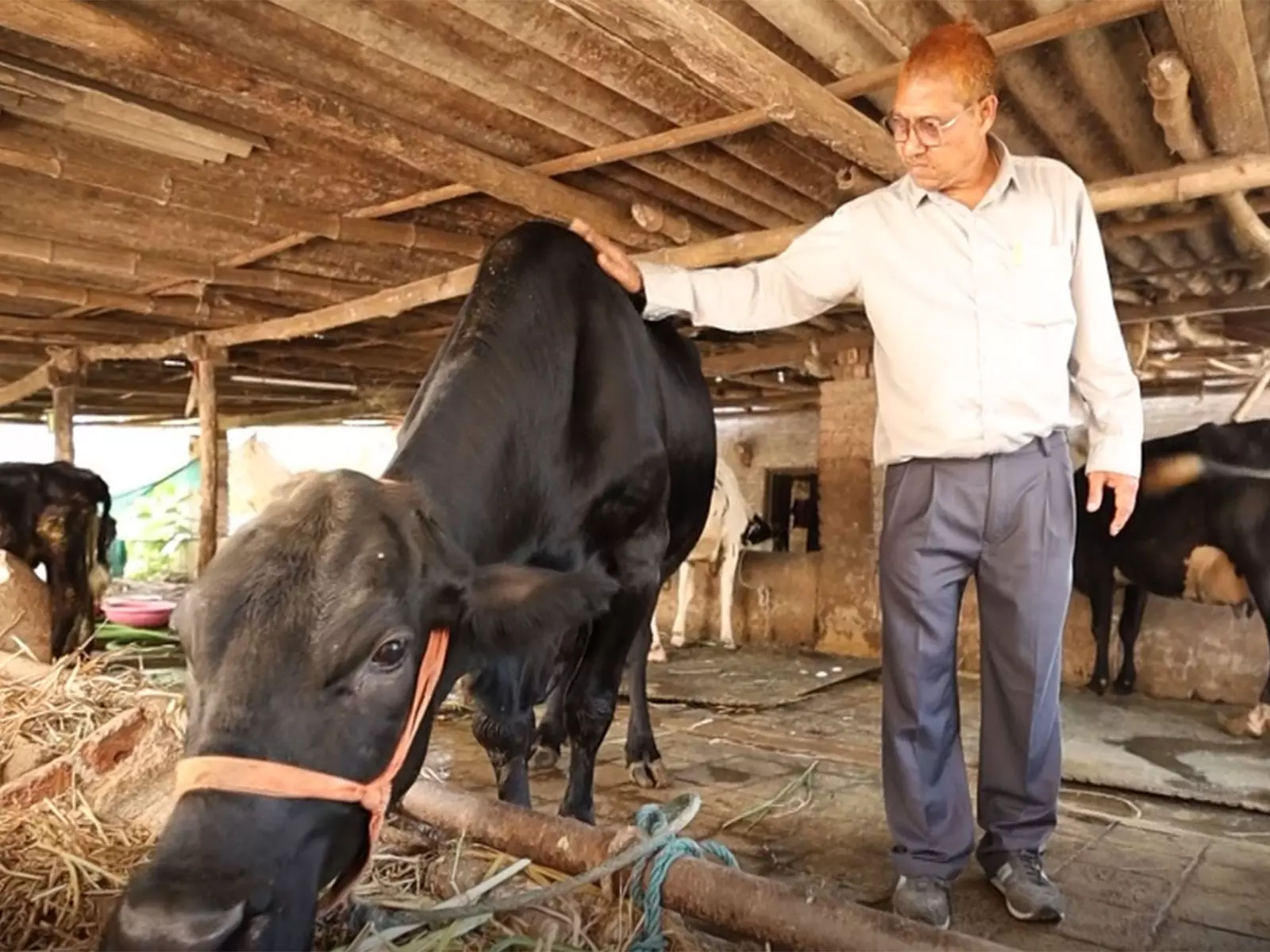 Gujarat के किसान ने साइंटिफिक ब्रीडिंग के ज़रिए डेयरी को आगे बढ़ाया Gujarat के किसान ने साइंटिफिक ब्रीडिंग के ज़रिए डेयरी को आगे बढ़ाया
