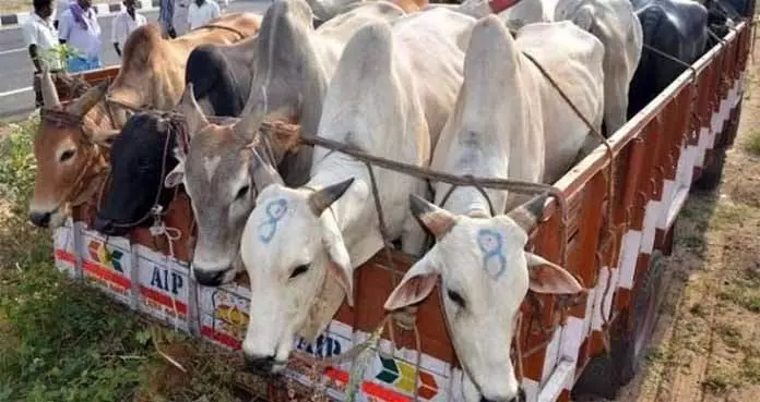 JAMMU: गोवंश तस्करी की कोशिश नाकाम JAMMU: गोवंश तस्करी की कोशिश नाकाम