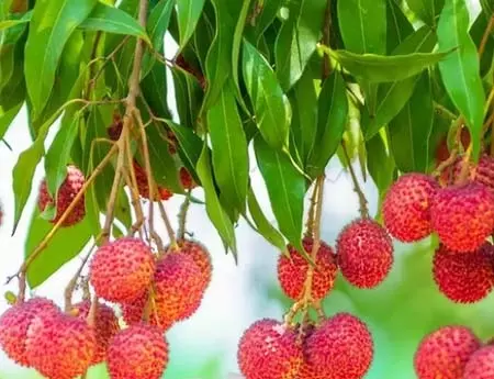 स्वाद के साथ औषधीय गुणों का खजाना लीची, गर्मियों में अमृत से कम नहीं स्वाद के साथ औषधीय गुणों का खजाना लीची, गर्मियों में अमृत से कम नहीं