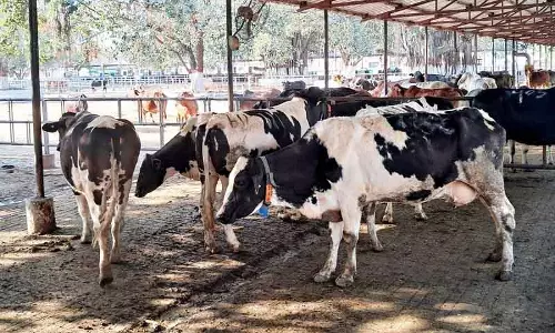 Karnal चार दशकों के शोध के बाद, NDRI ने करण फ्राइज़ नस्ल को बढ़ावा दिया