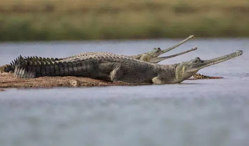 सुप्रीम कोर्ट ने राष्ट्रीय Chambal Sanctuary में अवैध रेत खनन का स्वतः संज्ञान लिया सुप्रीम कोर्ट ने राष्ट्रीय Chambal Sanctuary में अवैध रेत खनन का स्वतः संज्ञान लिया