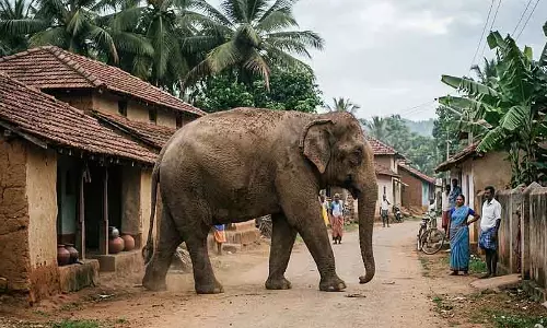 Karnataka : सिद्धापुर, कोडागु में जंगली हाथी के हमले में किसान की मौत