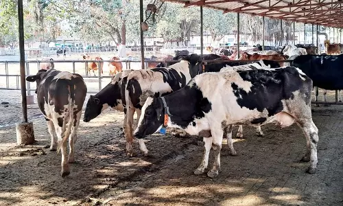 चार दशकों के शोध के बाद, NDRI किसानों के लिए करण फ्राइज़ नस्ल को बढ़ावा दे रहा है चार दशकों के शोध के बाद, NDRI किसानों के लिए करण फ्राइज़ नस्ल को बढ़ावा दे रहा है