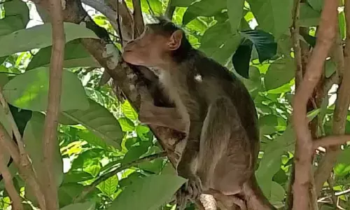 Kerala : पहाड़ी क्षेत्र में बंदरों का एक झुंड खेतों को तबाह कर रहा है Kerala : पहाड़ी क्षेत्र में बंदरों का एक झुंड खेतों को तबाह कर रहा है