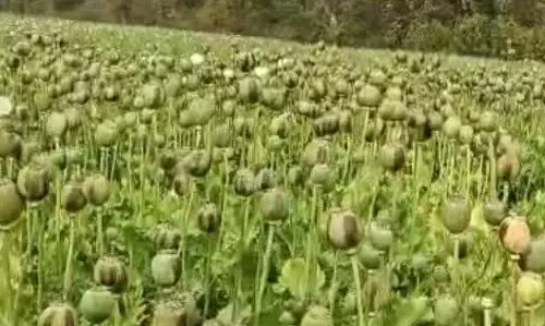 सरकारी योजना का भी लाभ ले रहा था अफीम उगाने वाला किसान, कृषि विस्तार अधिकारी सस्पेंड सरकारी योजना का भी लाभ ले रहा था अफीम उगाने वाला किसान, कृषि विस्तार अधिकारी सस्पेंड