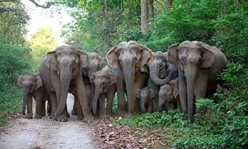 Alipurduar: हाथियों के तांडव से स्थानीय लोगों को झेलना पड़ा भारी नुकसान