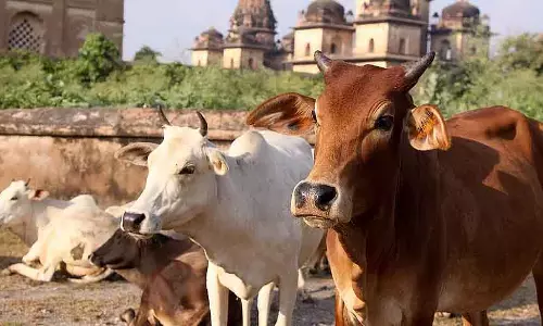 गाय में माँ देखने की संस्कृति विकसित होने दें: Karunakar Nayak