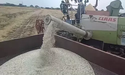 कुसुम के दामों में गिरावट: Farmers संकट में कुसुम के दामों में गिरावट: Farmers संकट में