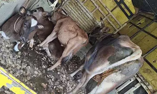 Karnataka : अवैध रूप से गायों की ढुलाई के आरोप में तीन लोगों के खिलाफ मामला दर्ज Karnataka : अवैध रूप से गायों की ढुलाई के आरोप में तीन लोगों के खिलाफ मामला दर्ज