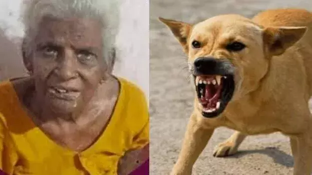 Kerala: आवारा कुत्ते के हमले में महिला की मौत, शव की रेबीज जांच होगी