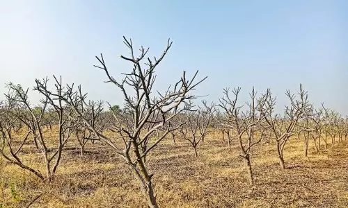 Purandar में सीताफल के बागों में बहार आई; छंटाई का काम पूरा, पर पानी की चिंता अब भी बनी हुई