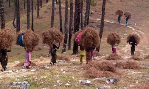 Himachal सरकार ने 10-वर्षीय कार्यक्रम के तहत सूखे चीड़ के पेड़ों की कटाई की अनुमति दी Himachal सरकार ने 10-वर्षीय कार्यक्रम के तहत सूखे चीड़ के पेड़ों की कटाई की अनुमति दी