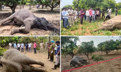 Chittoor में बिजली के झटके से दो हाथियों की मौत Chittoor में बिजली के झटके से दो हाथियों की मौत