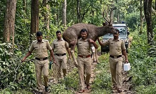 Forest worker घायल सांभर हिरण को जंगल से ले जाते हुए Forest worker घायल सांभर हिरण को जंगल से ले जाते हुए