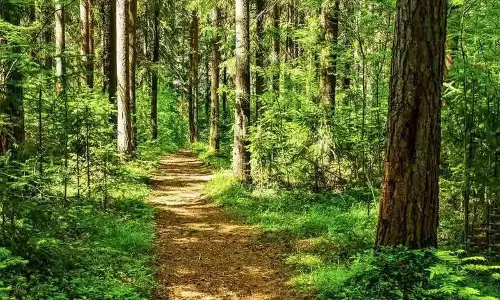Gurramguda Forest क्षेत्र को आरक्षित वन घोषित किया गया Gurramguda Forest क्षेत्र को आरक्षित वन घोषित किया गया