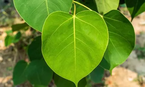 पीपल सिर्फ पेड़ भर नहीं, यहां जानिए धार्मिक महत्व, औषधीय गुण और पर्यावरणीय लाभ