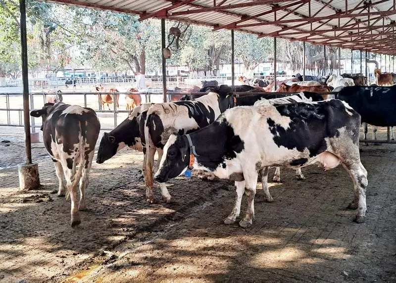 चार दशकों के शोध के बाद, NDRI किसानों के लिए करण फ्राइज़ नस्ल को बढ़ावा दे रहा है चार दशकों के शोध के बाद, NDRI किसानों के लिए करण फ्राइज़ नस्ल को बढ़ावा दे रहा है