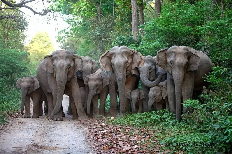 Alipurduar: हाथियों के तांडव से स्थानीय लोगों को झेलना पड़ा भारी नुकसान Alipurduar: हाथियों के तांडव से स्थानीय लोगों को झेलना पड़ा भारी नुकसान