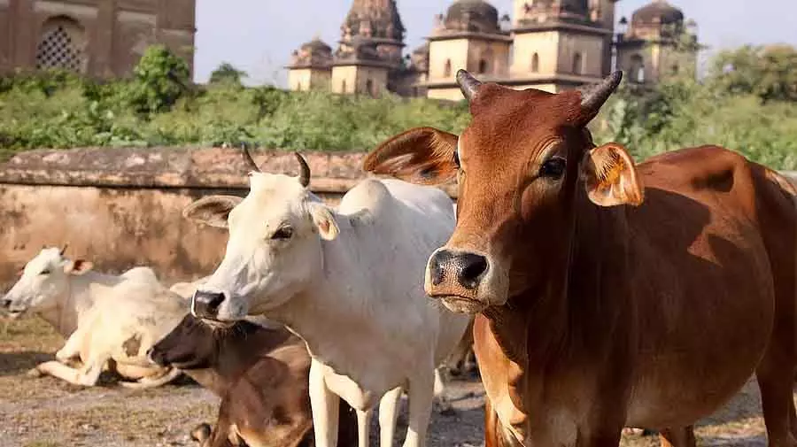 गाय में माँ देखने की संस्कृति विकसित होने दें: Karunakar Nayak गाय में माँ देखने की संस्कृति विकसित होने दें: Karunakar Nayak