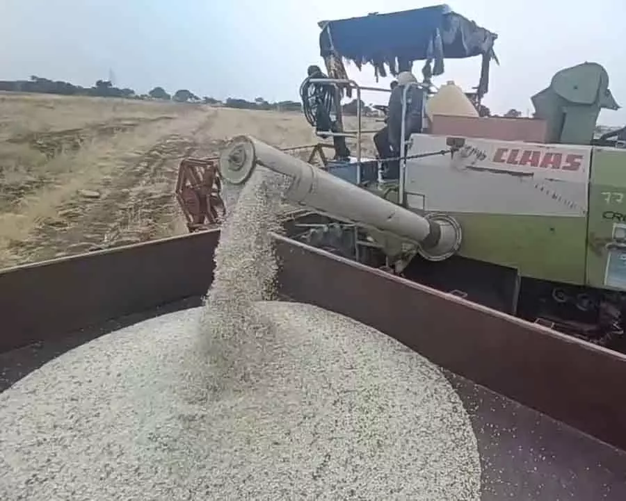 कुसुम के दामों में गिरावट: Farmers संकट में कुसुम के दामों में गिरावट: Farmers संकट में